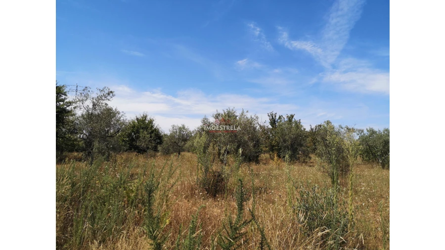 Terreno Agricola ou Rústico para Venda em Santiago Foto 6