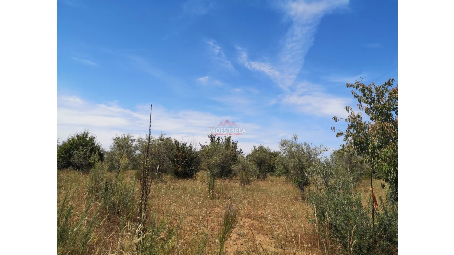 Terreno Agricola ou Rústico para Venda em Santiago Foto 5