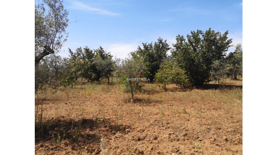 Terreno Agricola ou Rústico para Venda em Santiago Foto 3