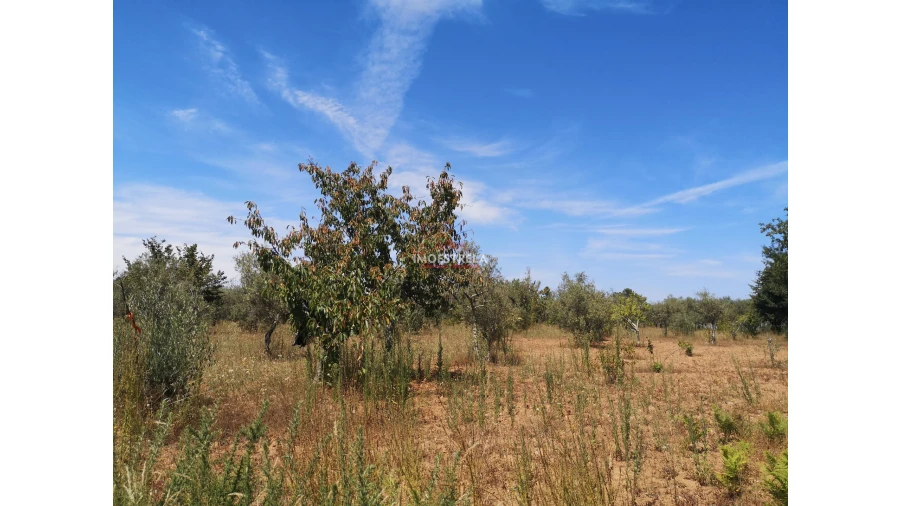 Terreno Agricola ou Rústico para Venda em Santiago Foto 4