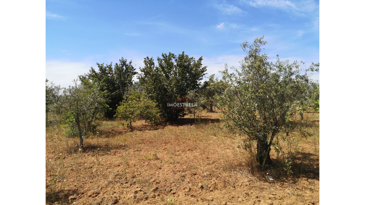 Terreno Agricola ou Rústico para Venda em Santiago Foto 1