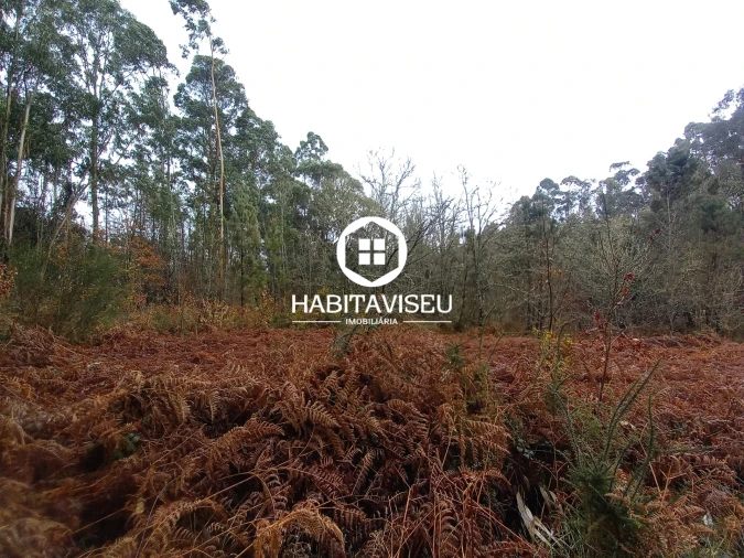 Terreno para Venda em Satão Foto 6