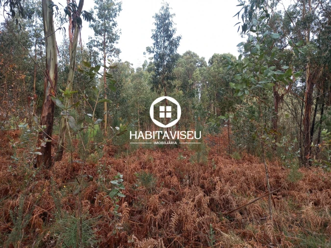 Terreno para Venda em Satão Foto 13