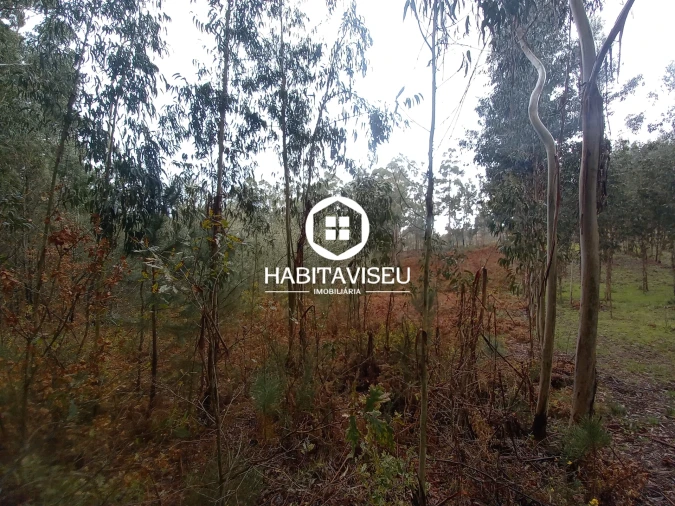 Terreno para Venda em Satão Foto 7