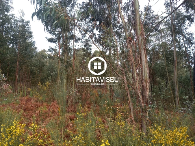 Terreno para Venda em Satão Foto 12