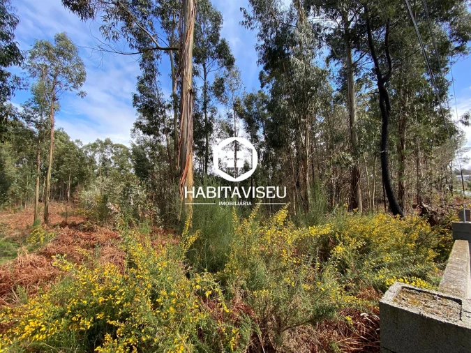 Terreno para Venda em Satão Foto 3