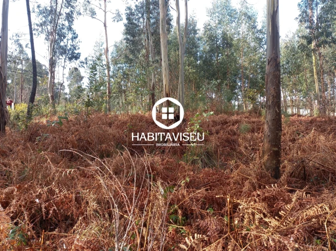 Terreno para Venda em Satão Foto 15