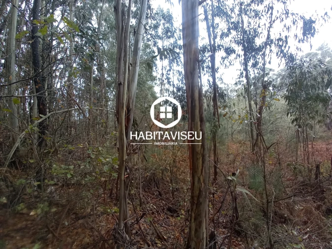 Terreno para Venda em Satão Foto 9