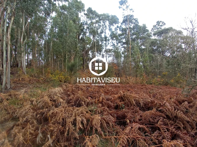 Terreno para Venda em Satão Foto 5