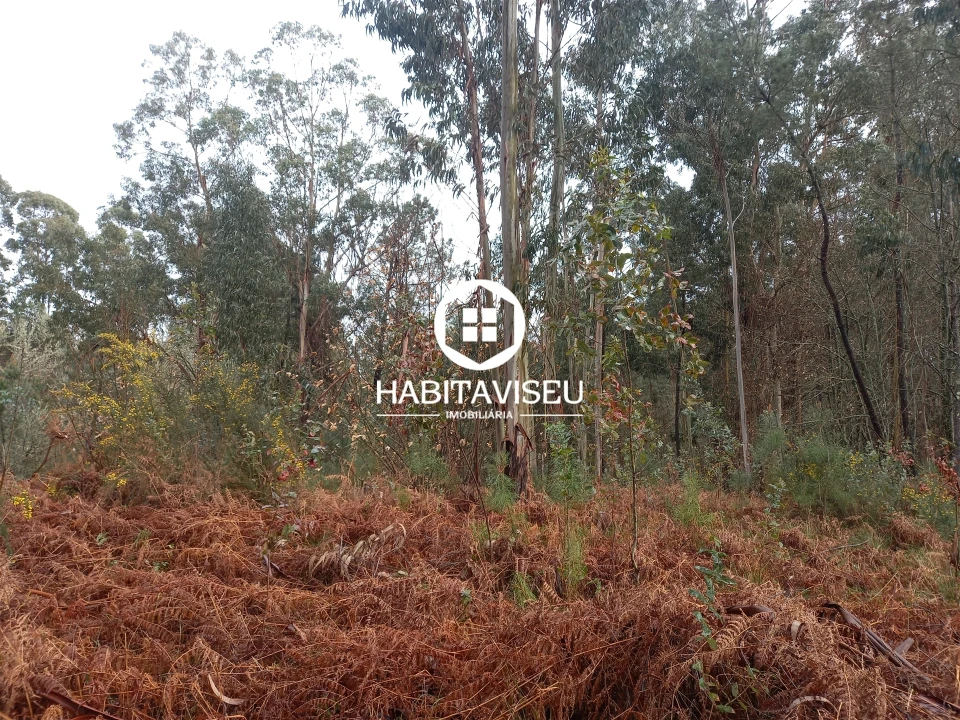 Terreno para Venda em Satão Foto 11