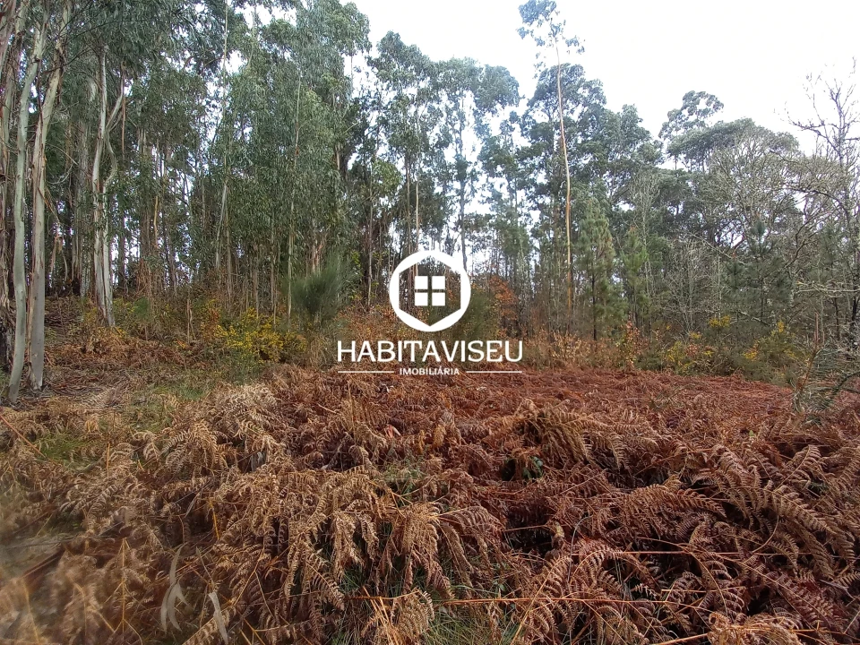 Terreno para Venda em Satão Foto 5