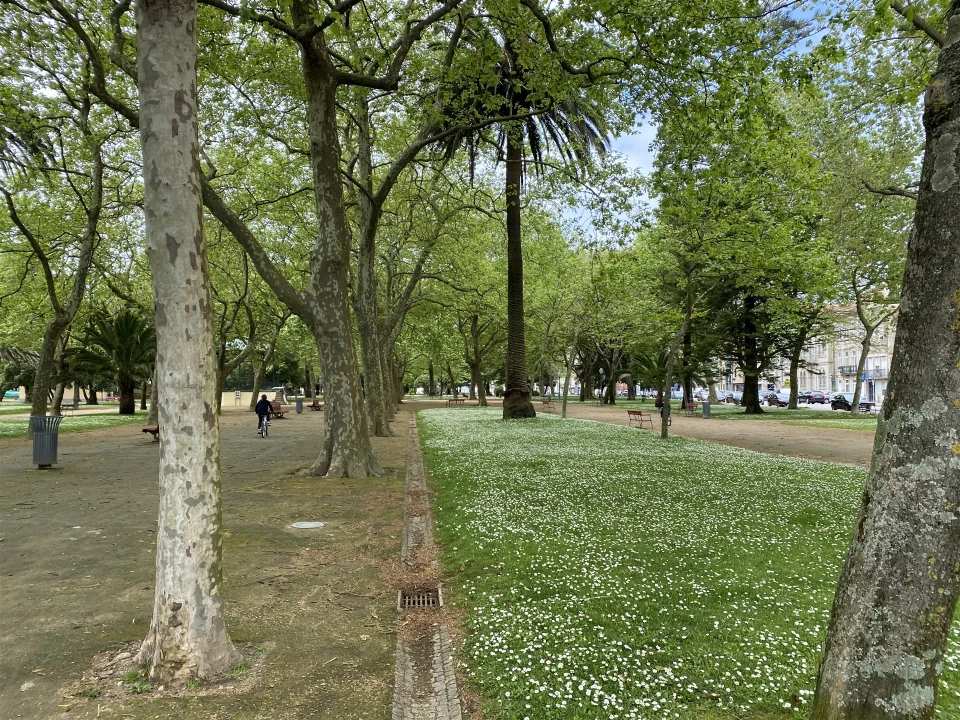 Apartamento T2 para Venda em Aldoar, Foz do Douro e Nevogilde Foto 22