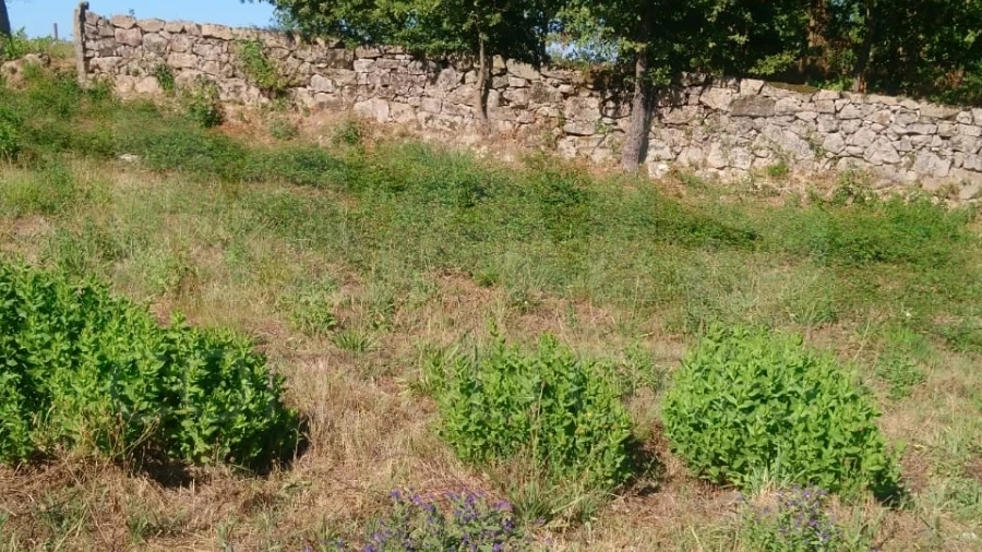 Terreno para Venda em Oliveira de Frades, Souto de Lafões e Sejães