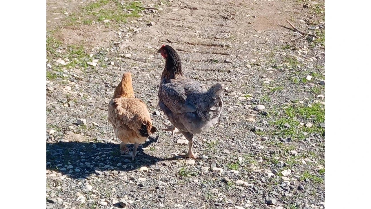 Quinta para Venda em São Marcos da Serra Foto 12