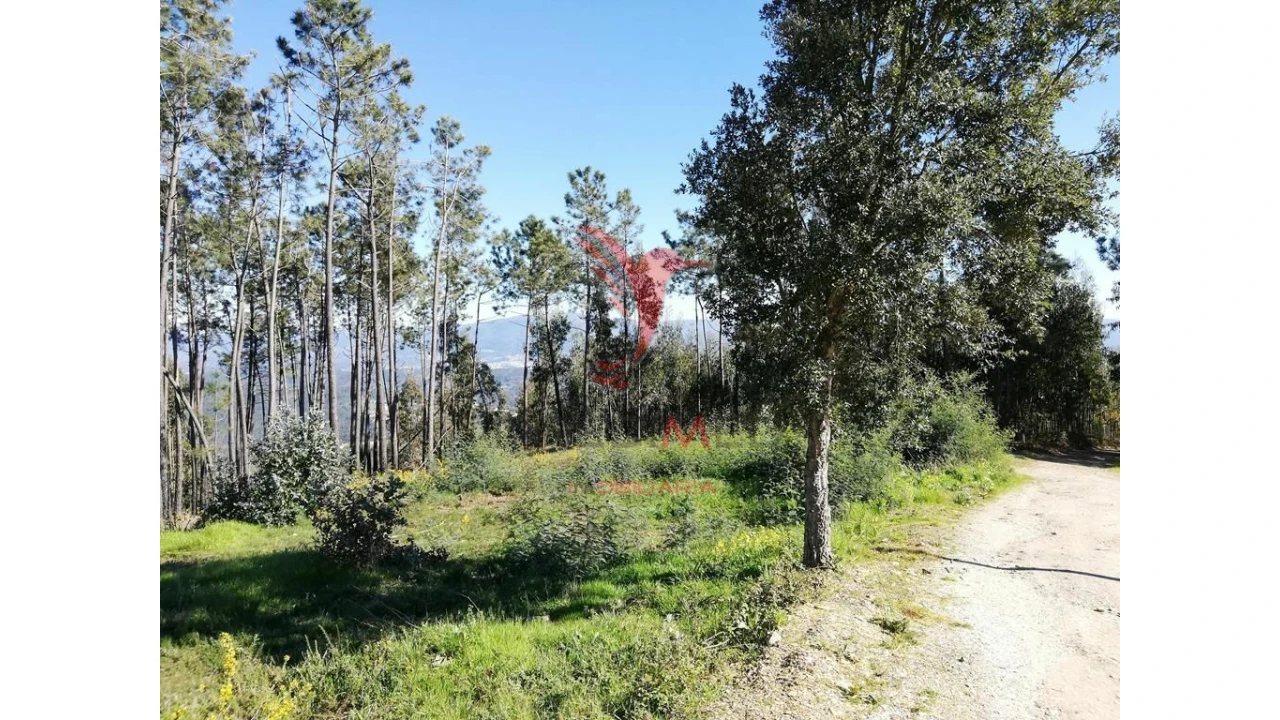 Terreno para Venda em Semide e Rio Vide Foto 5