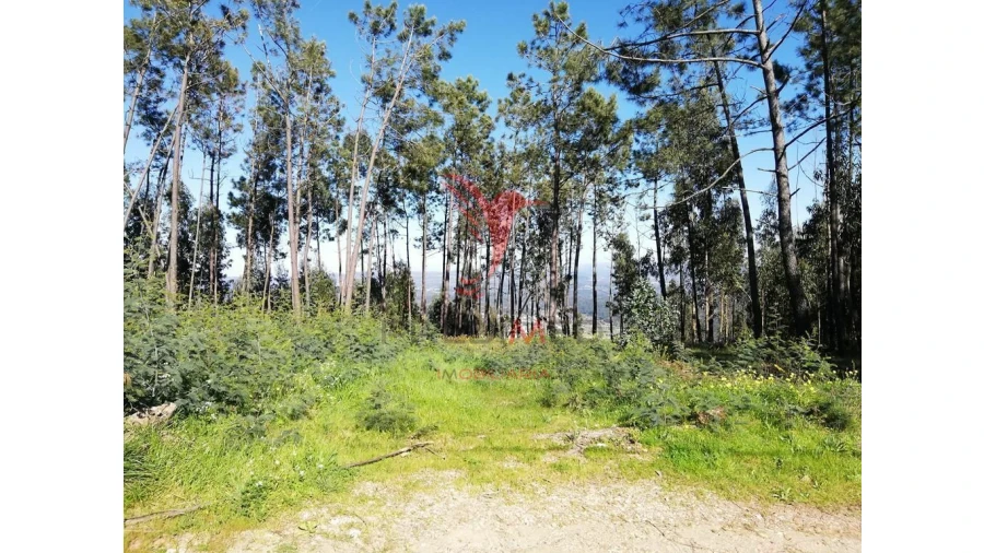 Terreno para Venda em Semide e Rio Vide Foto 2
