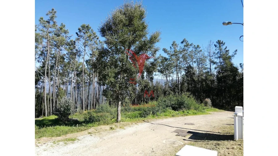 Terreno para Venda em Semide e Rio Vide Foto 6