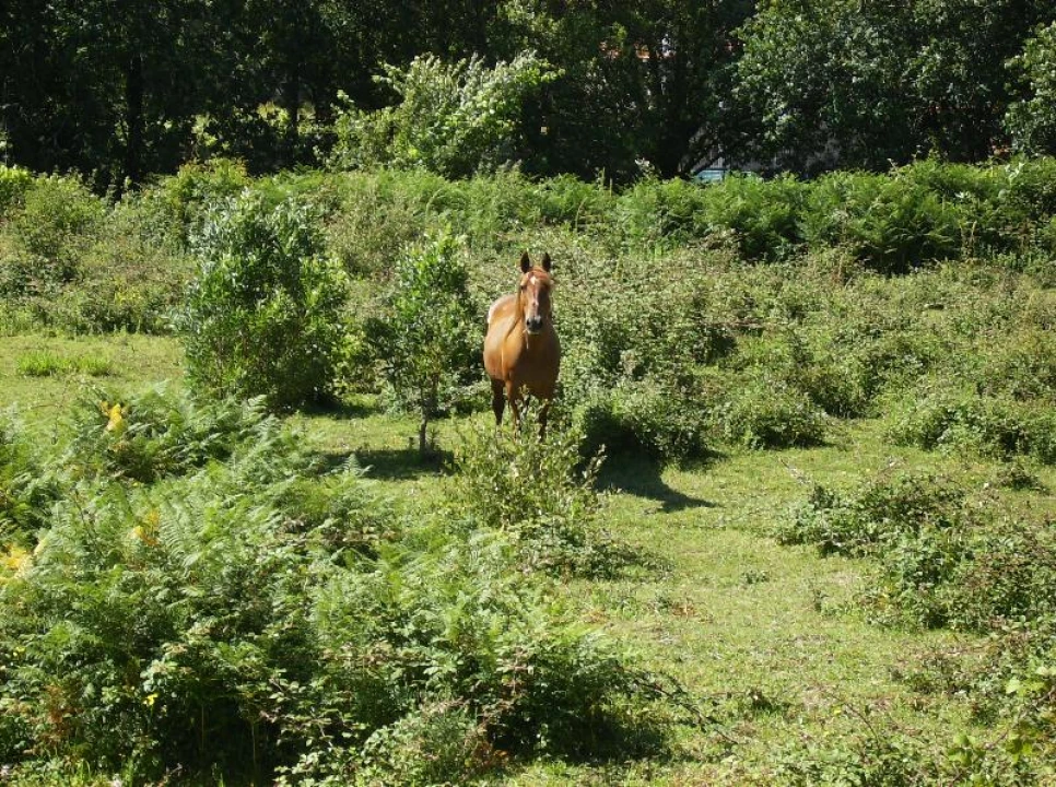 Quinta T0 para Venda em Freixieiro de Soutelo Foto 13