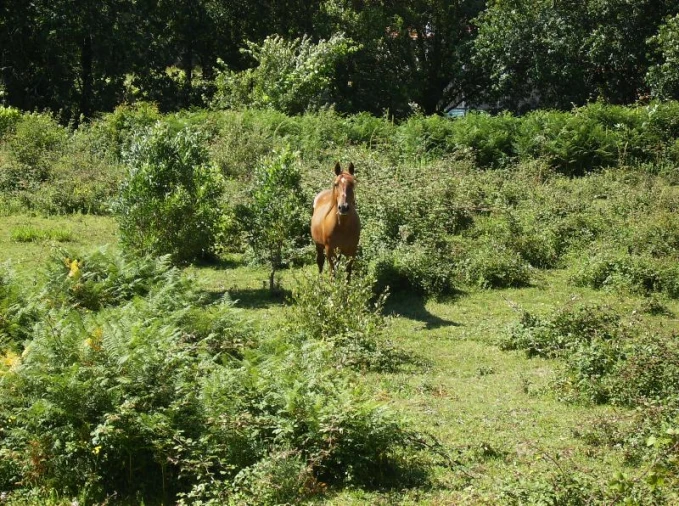 Quinta T0 para Venda em Freixieiro de Soutelo Foto 13
