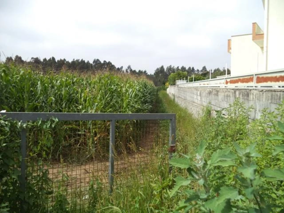 Terreno Misto para Venda em Gião Foto 10