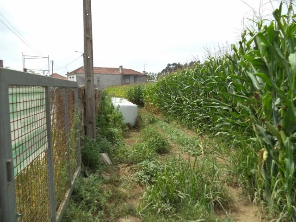 Terreno Misto para Venda em Gião Foto 11