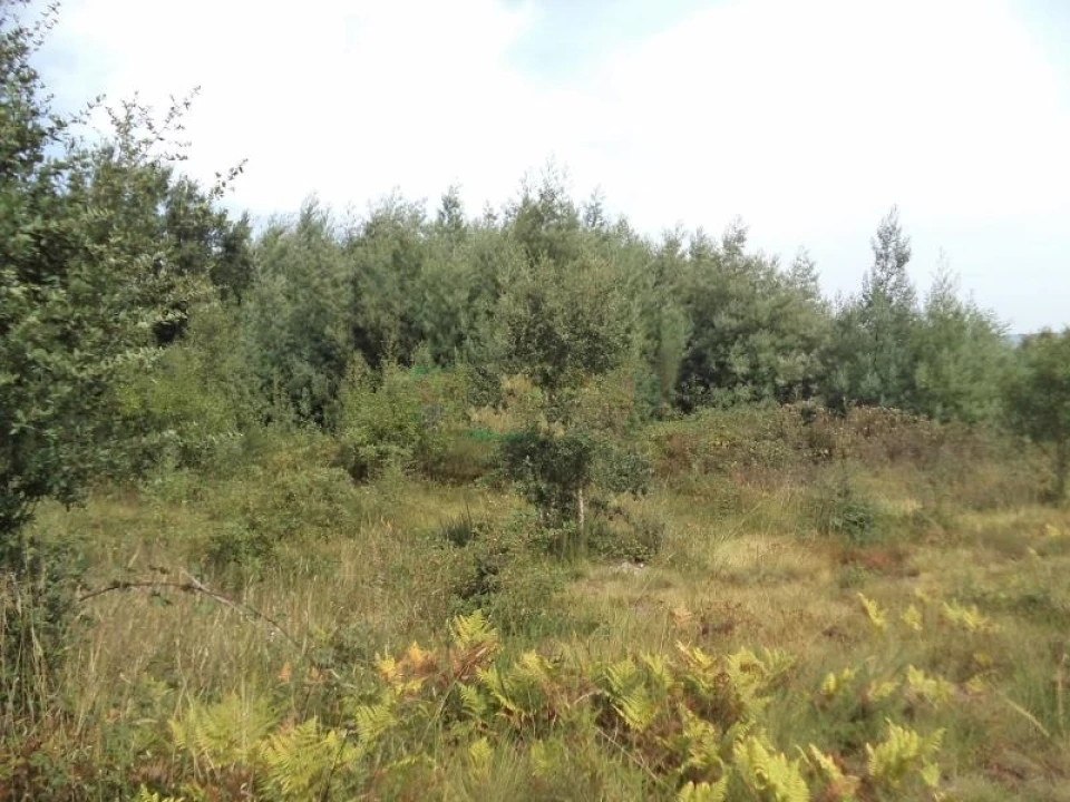 Terreno Agricola ou Rústico para Venda em Valongo Foto 2