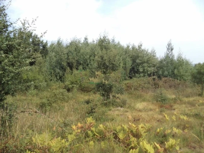 Terreno Agricola ou Rústico para Venda em Valongo Foto 2