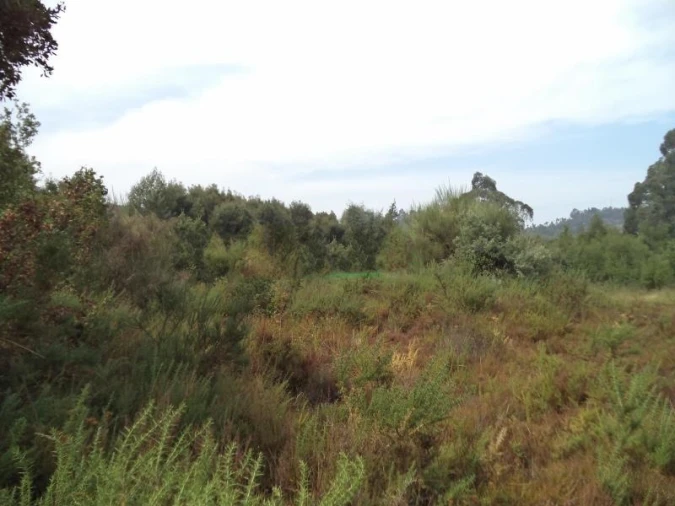 Terreno Agricola ou Rústico para Venda em Valongo Foto 5