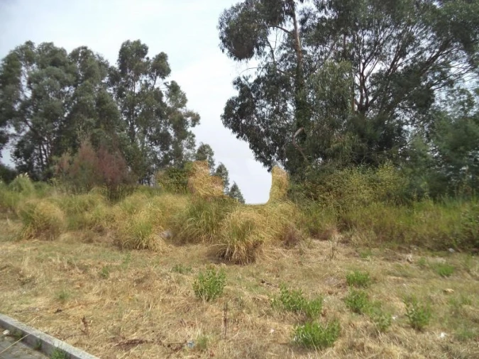 Terreno Agricola ou Rústico para Venda em Valongo Foto 6
