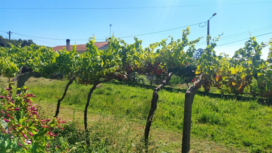 Terreno para Venda em Seixas Foto 8