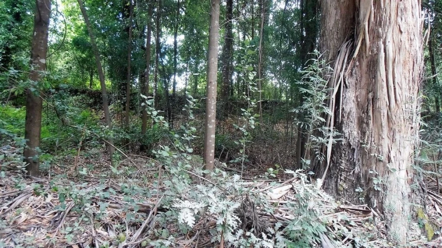 Terreno Agricola ou Rústico para Venda em Vila Boa de Quires e Maureles Foto 15