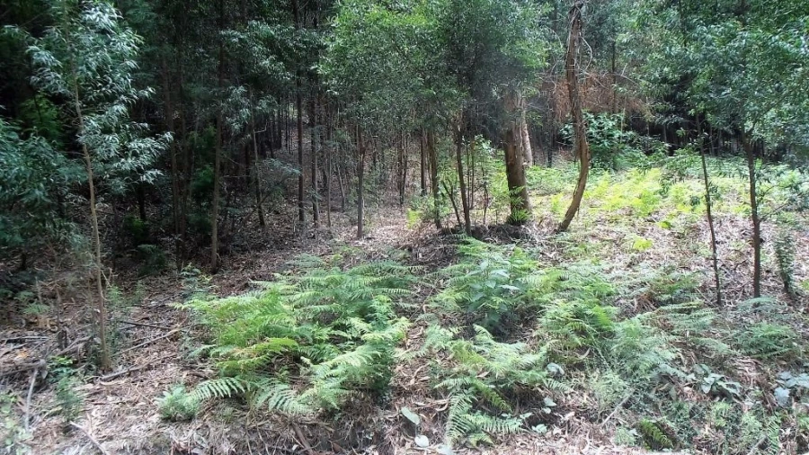 Terreno Agricola ou Rústico para Venda em Vila Boa de Quires e Maureles Foto 8
