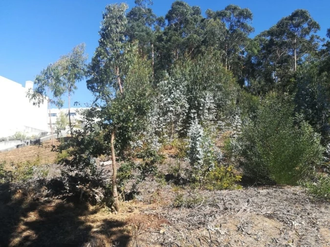 Terreno para Venda em Seixas Foto 4