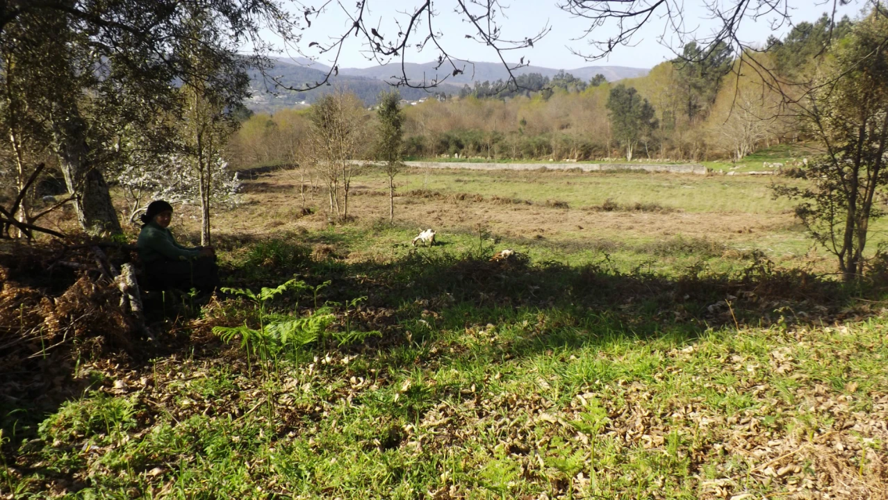 Quinta T0 para Venda em Covas Foto 14