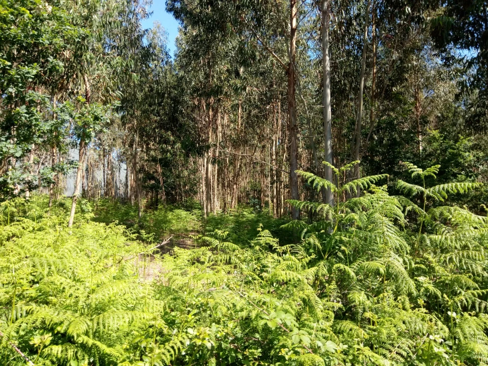 Terreno Comércio / Armazém para Venda em Nogueira e Silva Escura Foto 6