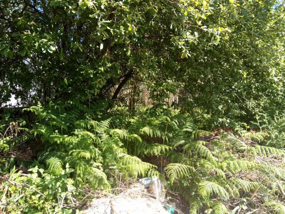 Terreno Comércio / Armazém para Venda em Nogueira e Silva Escura Foto 8