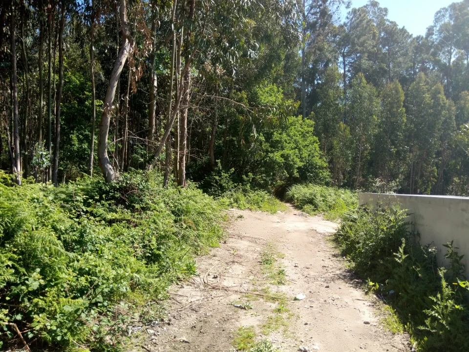 Terreno Comércio / Armazém para Venda em Nogueira e Silva Escura Foto 7
