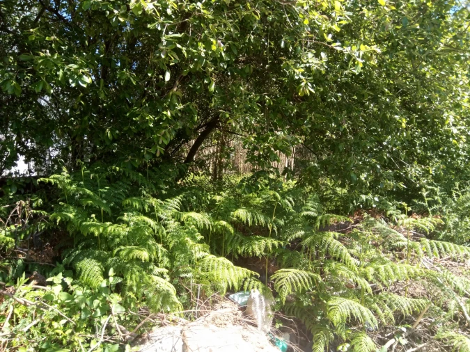 Terreno Comércio / Armazém para Venda em Nogueira e Silva Escura Foto 8