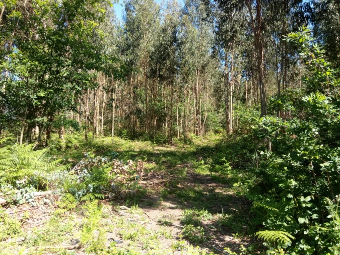 Terreno Comércio / Armazém para Venda em Nogueira e Silva Escura Foto 5