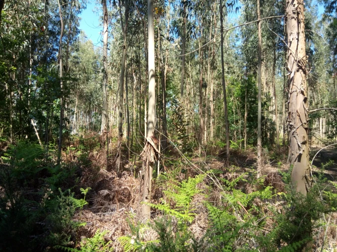 Terreno Comércio / Armazém para Venda em Nogueira e Silva Escura Foto 3