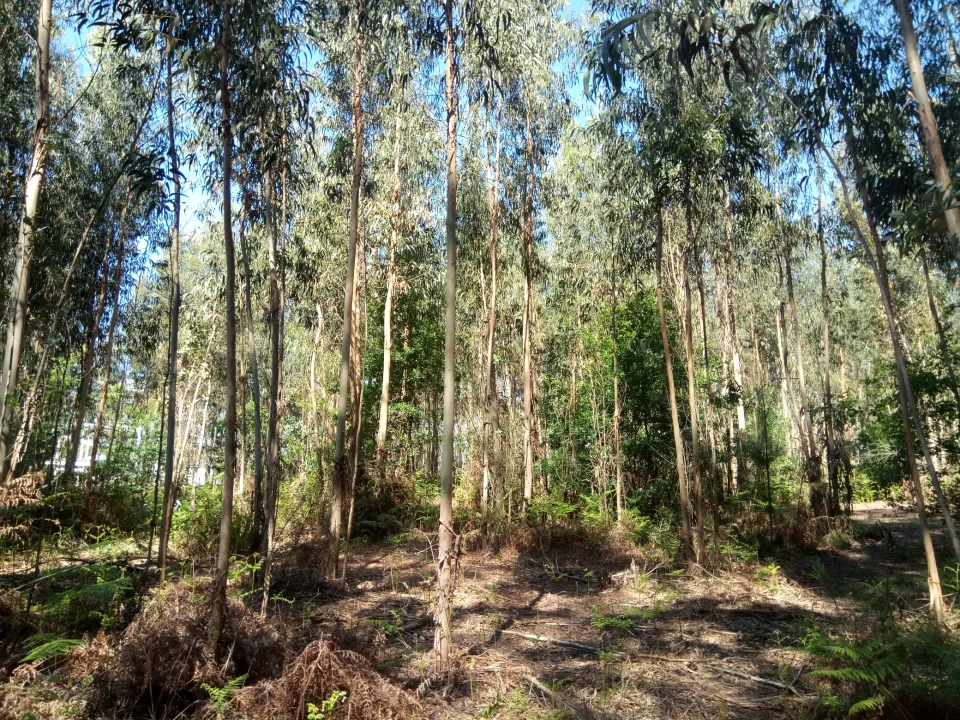 Terreno Comércio / Armazém para Venda em Nogueira e Silva Escura Foto 4