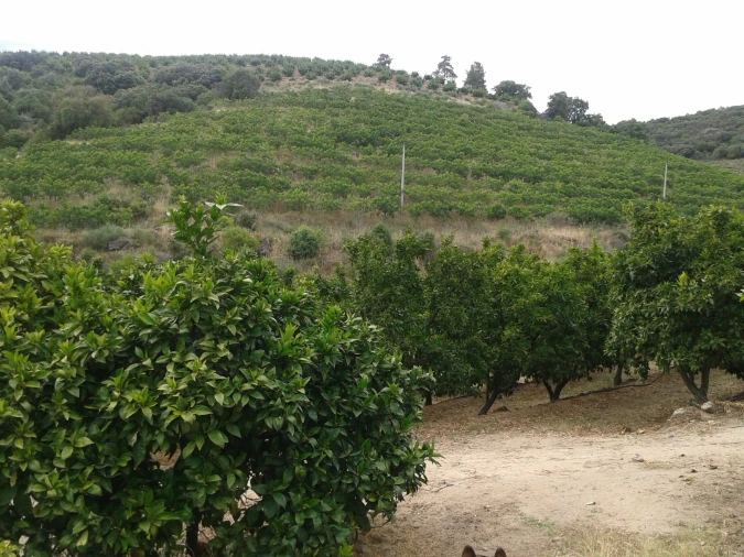 Quinta T0 para Venda em Santa Comba de Vilariça Foto 3