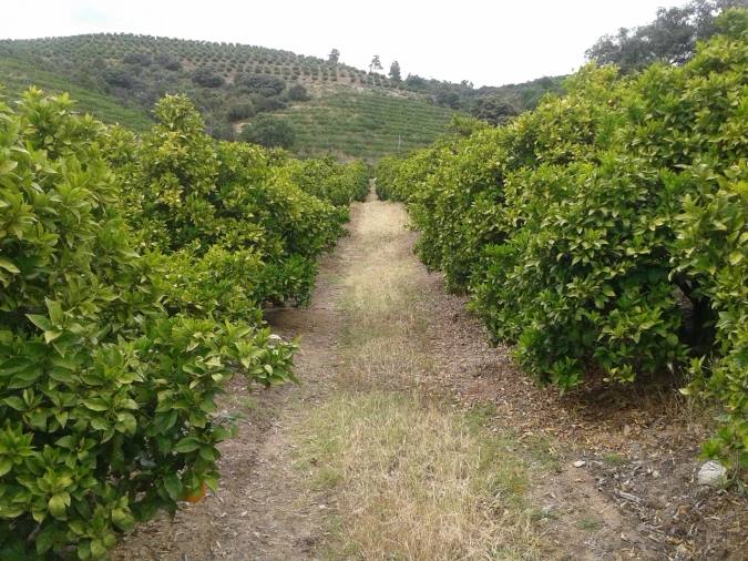 Quinta T0 para Venda em Santa Comba de Vilariça Foto 4
