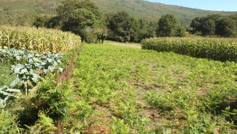 Terreno para Venda em Venade e Azevedo Foto 14