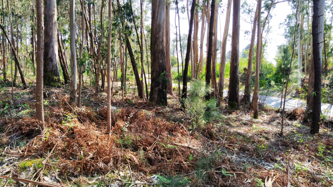 Terreno Agricola ou Rústico para Venda em Caminha (Matriz) e Vilarelho Foto 6