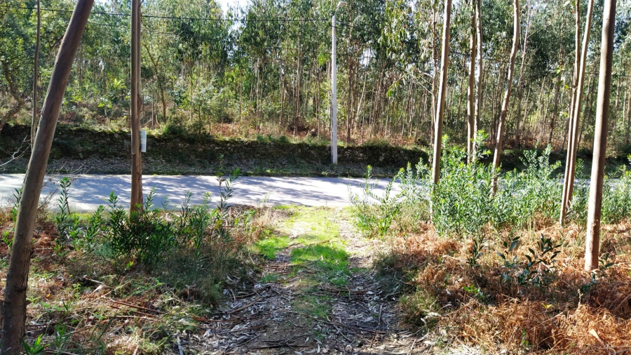 Terreno Agricola ou Rústico para Venda em Caminha (Matriz) e Vilarelho Foto 5