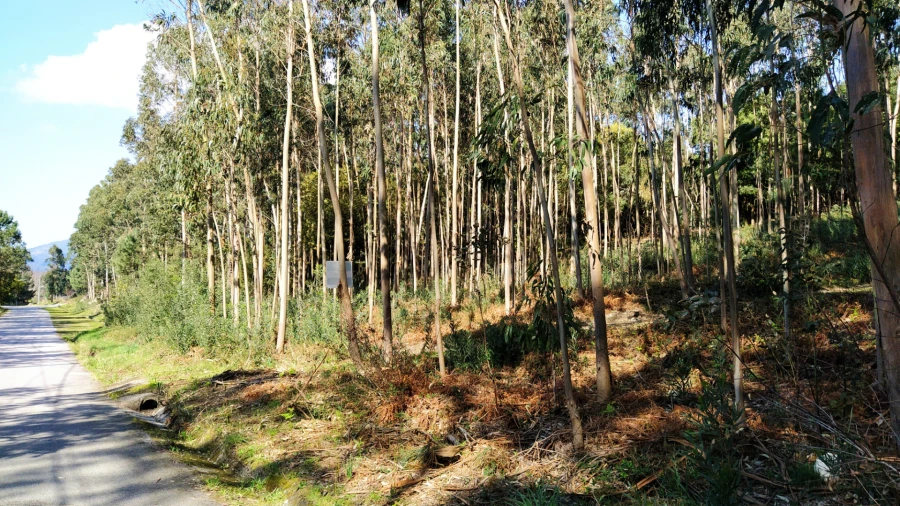 Terreno Agricola ou Rústico para Venda em Caminha (Matriz) e Vilarelho Foto 3