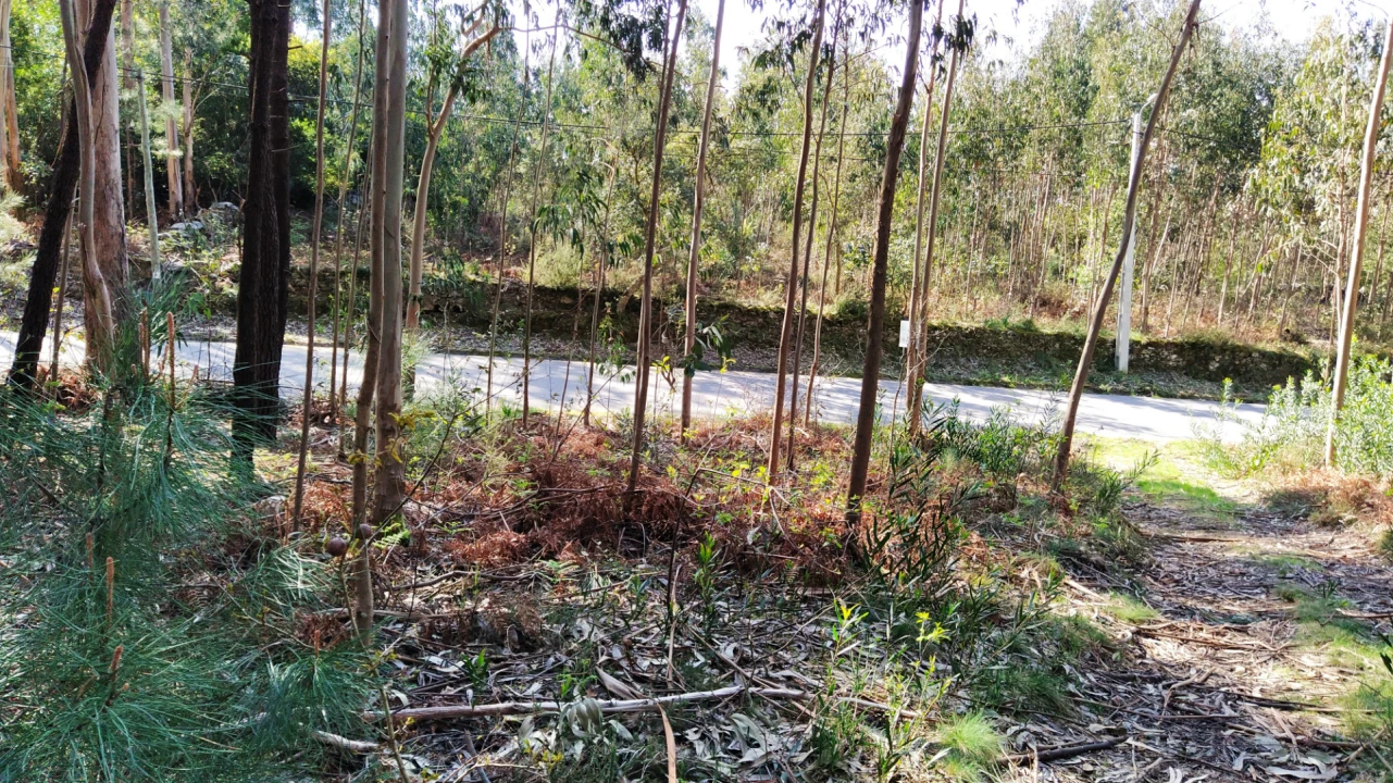 Terreno Agricola ou Rústico para Venda em Caminha (Matriz) e Vilarelho Foto 7