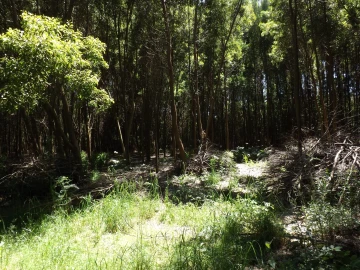 Terreno para Venda em Moledo e Cristelo