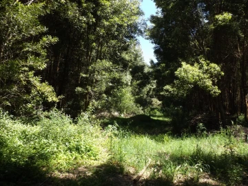 Terreno para Venda em Moledo e Cristelo